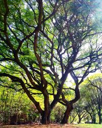 Low angle view of trees