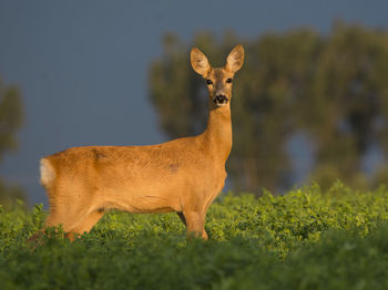 Portrait of giraffe standing on field