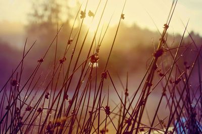 Close-up of stalks in field against sky