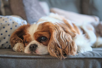 Blenheim cavalier king charles spaniel lap dog. duchess thumb print spot on head.