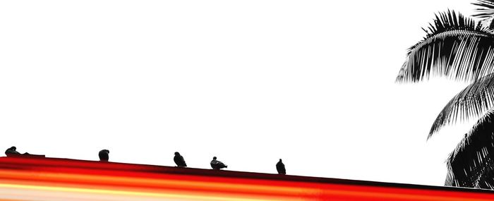 Low angle view of silhouette birds perching on building against sky