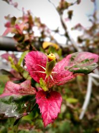 Close-up of pink flower blooming outdoors