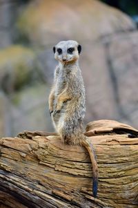 Portrait of meerkat on wood at zoo