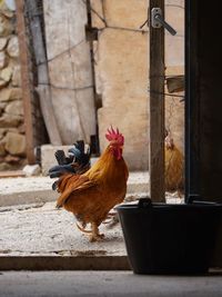 View of rooster in pen