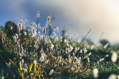 Close-up of flowering plants on field