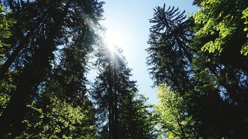 Low angle view of trees in forest