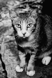 Close-up portrait of cat