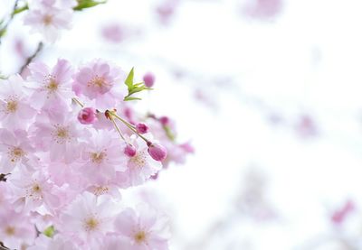 Close-up of pink flower tree