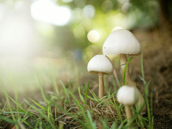 Close-up of mushroom growing on field