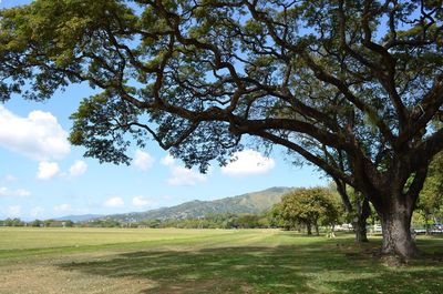 Scenic view of grassy field against sky