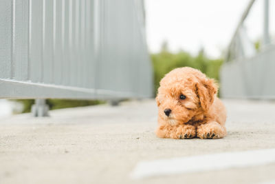 Puppy relaxing on footpath