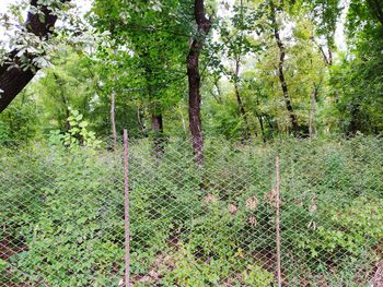 View of trees in forest
