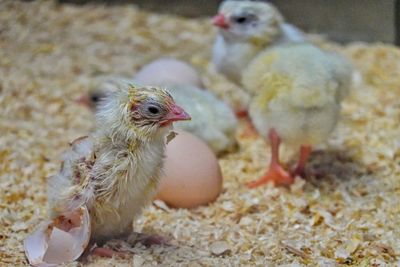 Close-up of chickens at farm