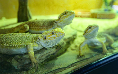 Close-up of lizard on glass at zoo