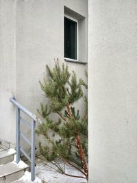 Tree by house window