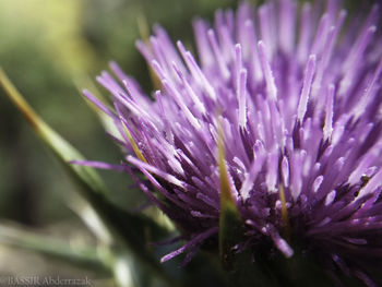 Close-up of purple thistle