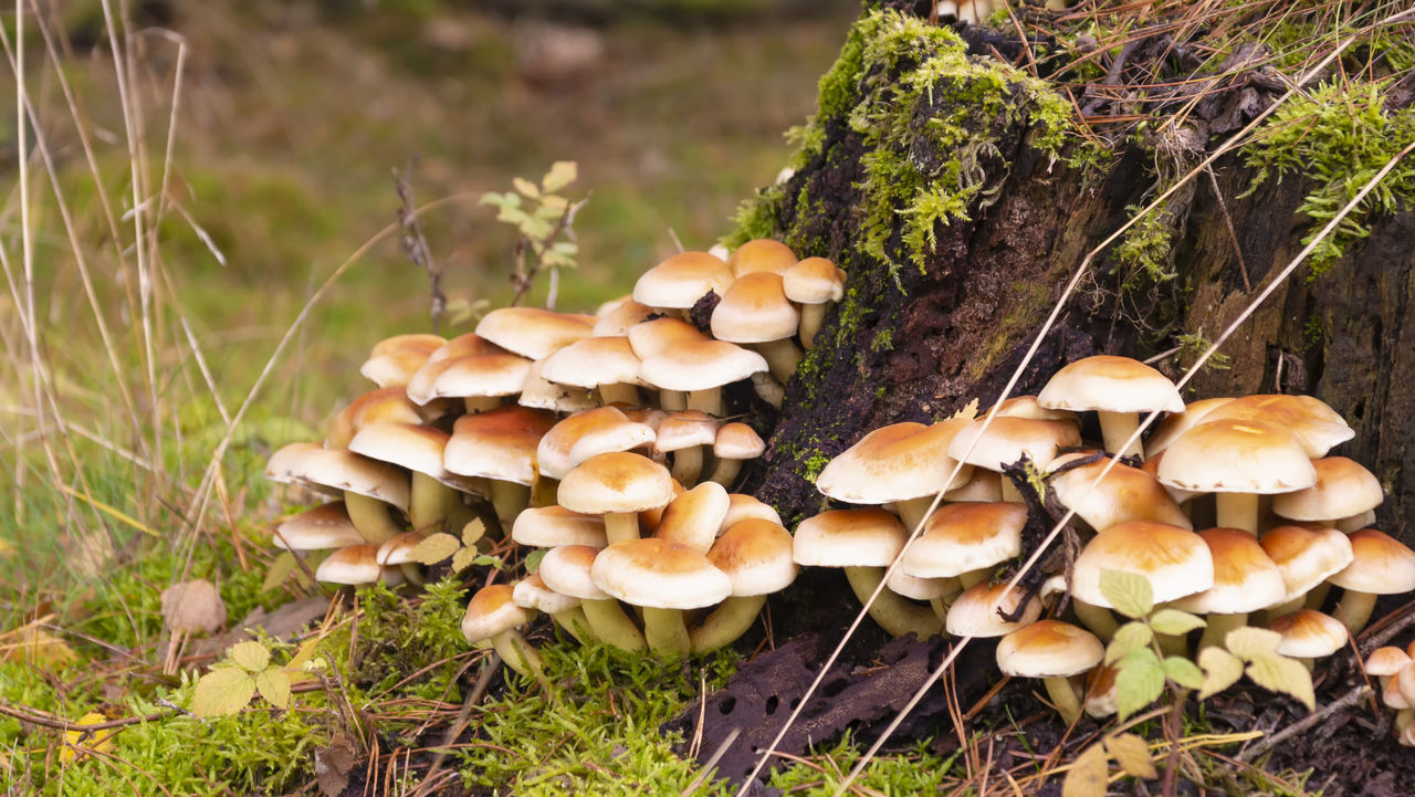 CLOSE-UP OF MUSHROOMS ON FIELD