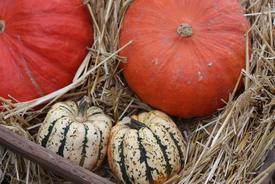 Close-up of pumpkins