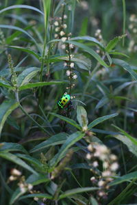 Close-up of ladybug on plant