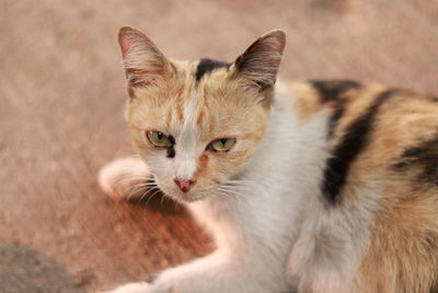 Close-up portrait of cat relaxing outdoors