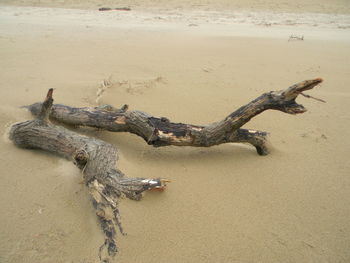 High angle view of sandy beach