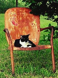 Portrait of cat sitting on grassy field