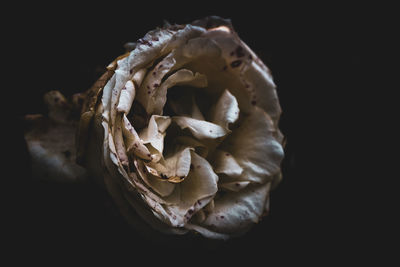 Close-up of white rose against black background