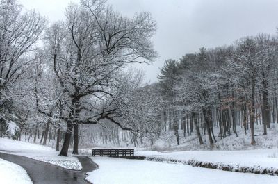 Snow covered trees against sky