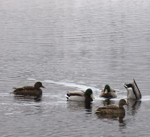 Ducks swimming in lake