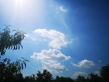 Low angle view of sunlight streaming through trees