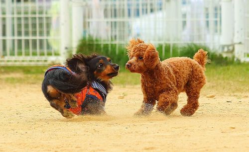 Dogs running on sand