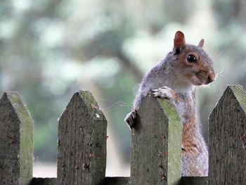 Close-up of squirrel on wooden fence