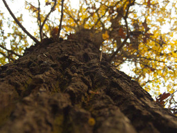 Low angle view of tree against sky