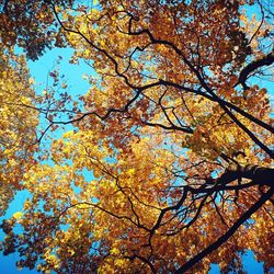 Low angle view of flowering tree against clear sky