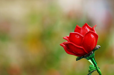 Close-up of red rose