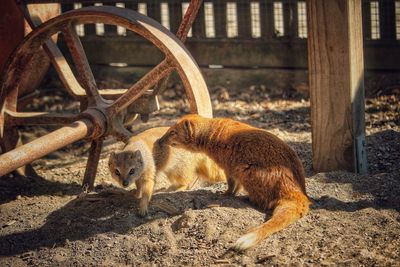 Yellow mongooses by wheel against fence at yard on sunny day