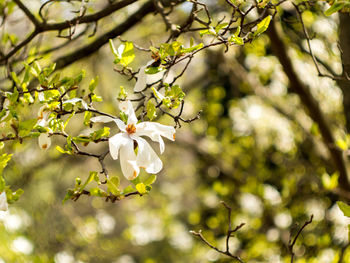 Close-up of white flowers on branch