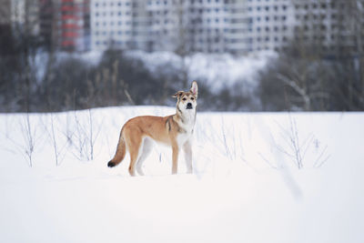 White dog on snow covered land