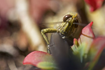 Close-up of insect pollinating on flower