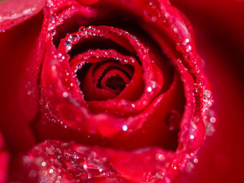 Close-up of wet red rose