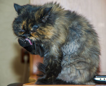 Close-up of a cat looking away