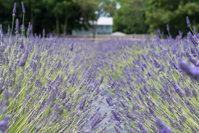 Close up of purple flowers blooming in field