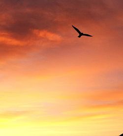 Low angle view of silhouette bird flying against orange sky