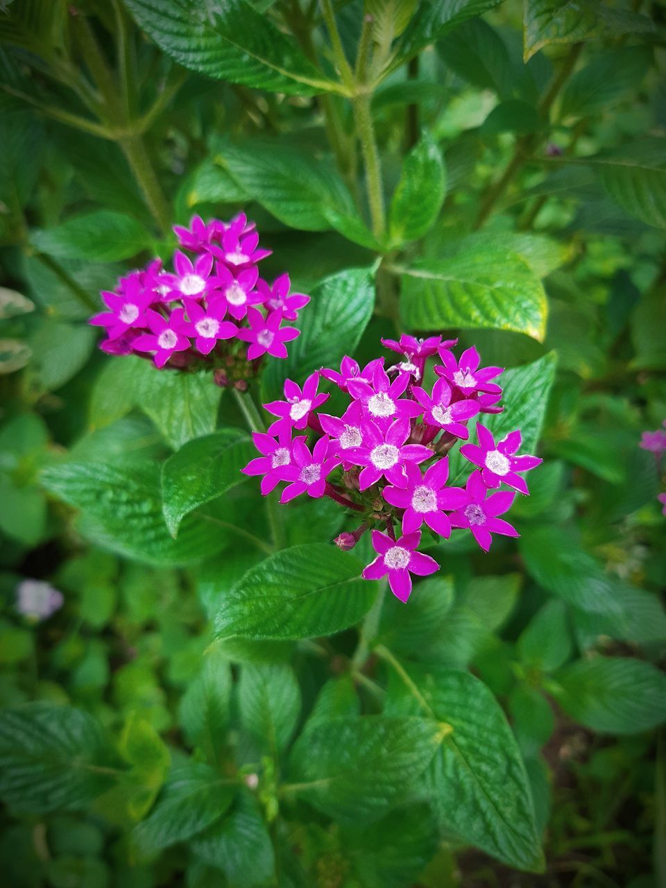 CLOSE-UP OF PURPLE FLOWERING PLANTS