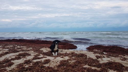 Rear view of man looking at sea shore