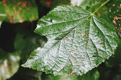 Close-up of maple leaf on leaves