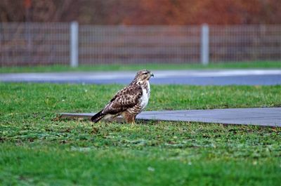 Bird perching on a field