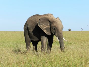 View of elephant on field