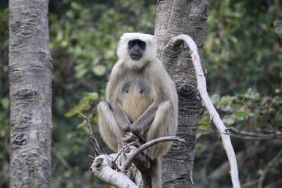 Monkey sitting on tree trunk