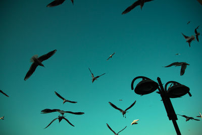 Low angle view of birds flying against clear blue sky